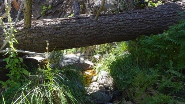 Willow_Tahquitz_Confluence1.jpg