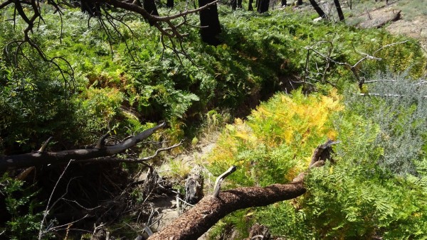 Tahquitz_Creek_Ferns1.jpg