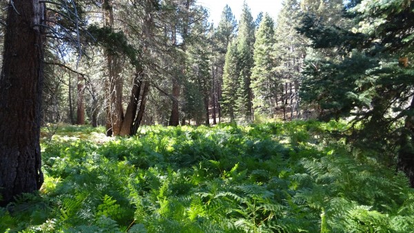 Tahquitz_Creek_Ferns3.jpg