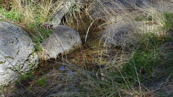 Water_in_Creek_East_of_Willow1.jpg