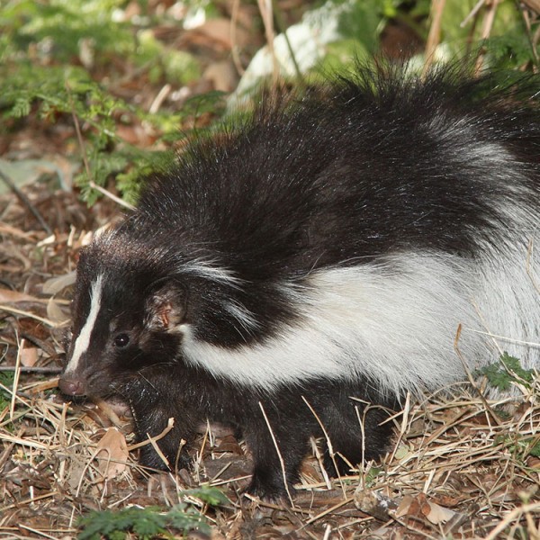 skunk.jpg
