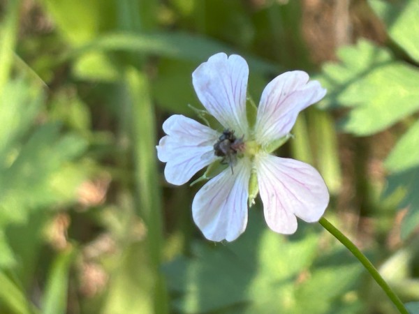 IMG_8709.jpg (993.74 KiB) Viewed 158423 times IMG_8709.jpg