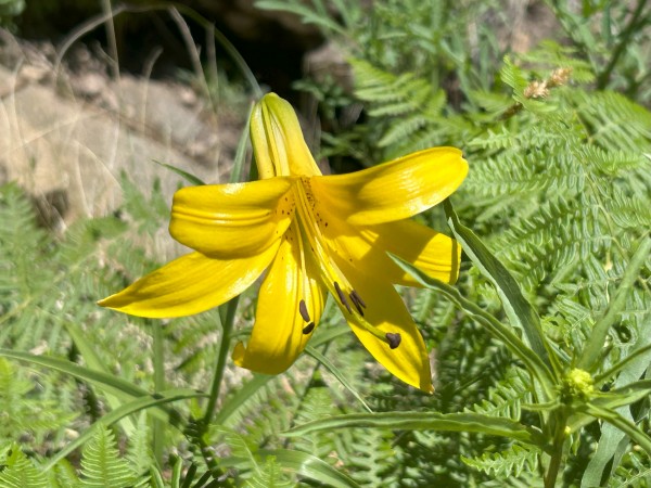 IMG_8720.jpg (1.62 MiB) Viewed 212217 times IMG_8720.jpg