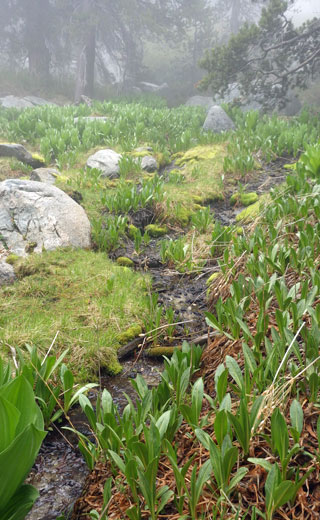 Bud-Springs.jpg