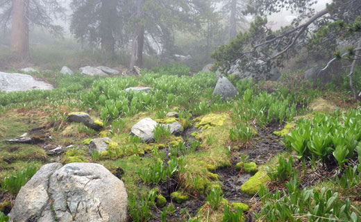Bud-Springs-Wide.jpg