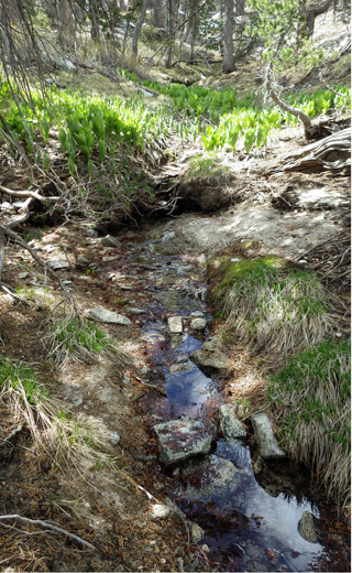 Bed Springs Source.jpg