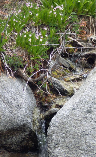Bed-Springs-Flowers.jpg