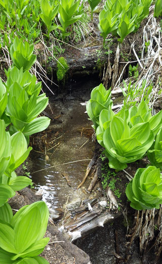 Deer-Springs-Below-Trail.jpg