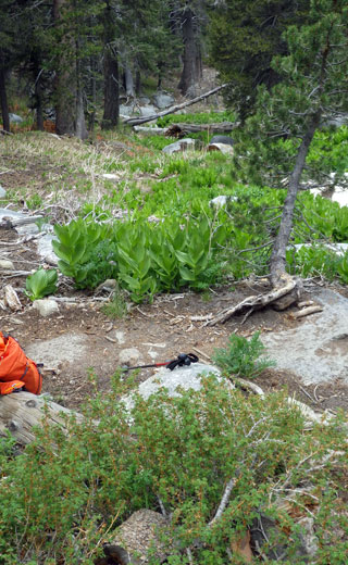 Below-Trail-Big-Log.jpg