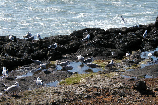 seagulls, Boyler Bay, Oregon Coast